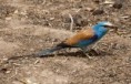 /album/photogallery/abbassynian-roller-jpg/
